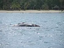 Rare southern right whale at Île Sainte-Marie.