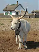 Hungarian grey cattle on the Hortobágy