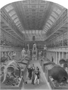 Illustration of the Hunterian Museum featuring a mounted skeleton of Glyptodon.