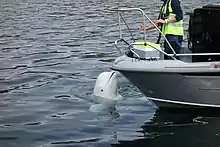 Hvaldimir the Beluga whale spyhopping to inspect a boat in Hammerfest, Norway