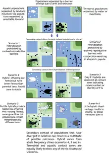 Hybrid zones can form from secondary contact