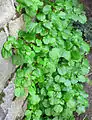 Plant form on garden wall.