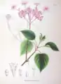 Botanical illustration