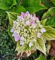 Flower of hydrangea