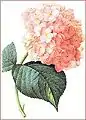 Hydrangea sp painted by the botanical artist Redouté.