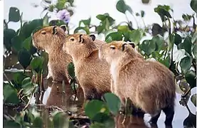 Capybaras