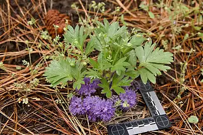 Hydrophyllum capitatum var. alpinum (Ochoco National Forest, Oregon)