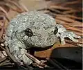 Dryophytes versicolor, North American gray tree frog