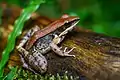 Mortensen's stream frog is only found in Thailand and Cambodia