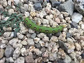 Dark green larva