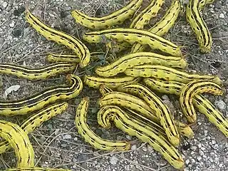 Yellow larvae in Arizona
