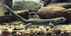 Singular Ezo salamander swimming within aquarium, salamander is facing the right with its arms and legs outstretched as it swims in a brightly-lit aquarium