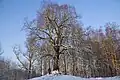 The Tree of the Liberty - Common Lime  planted in the end of the 18th century.