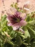 Egyptian Henbane Hyoscyamus muticus single flower interior