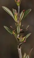 Young leaves emerging in early spring