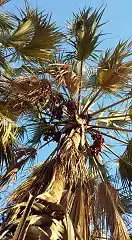 Real fan palm at the southern limit of its range