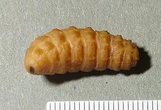 Hypoderma warble-fly mature larva (mm scale).