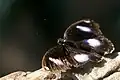 Hypolimnas bolinagreat egg fly, male