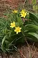 Hypoxis hemerocallidea