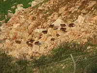 A colony of hyraxes in northern Israel