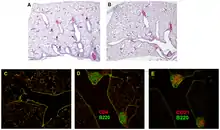 Histology slides of induced BALT in mice