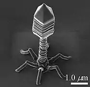A model of bacteriophage grown by IBID