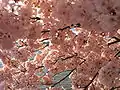 A detailed close-up of some cherry blossoms.