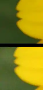 Comparison of both images.  This is a crop of a small section of each image displayed at 100%.  The top portion was shot at 100 ISO, the bottom portion at 1600 ISO.