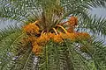 Fruits in Karnataka, India