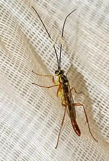 Yellow and black flying insect lacking an ovipositor...  male Ichneumonid Wasp