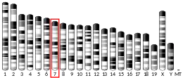 Chromosome 7 (mouse)