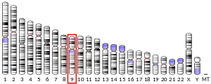 Chromosome 9 (human)