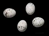 Eggs of Iduna caligata MHNT
