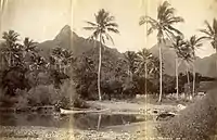 Ikurangi Peak, Rarotonga, 1887