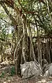 Tree with lianas on Aride