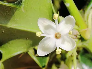 In dioecious holly, some plants only have 'male' flowers with functional stamens that produce pollen.