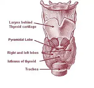 Fig. 1Anatomy of the thyroid