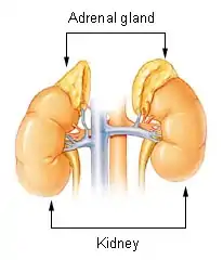 Schematic drawing of the kidneys and adrenal glands