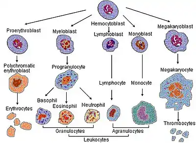 Blood cell lineage. For scale, note that megakaryocytes (50-100 μm) are 10 to 15 times larger than a typical red blood cell.