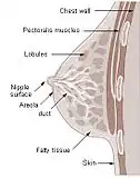 Cross section of the breast of a human female