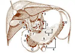 Visceral nodes of the abdominal cavity