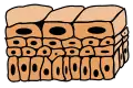 Schematic view of transitional epithelium