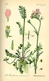Botanical illustration from Otto Wilhelm Thomé Flora von Deutschland, Österreich und der Schweiz 1885, Gera, Germany