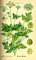 Hemlock, Conium maculatum (virulent poison)