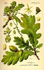 Image 45Buds, leaves, flowers and fruit of oak (Quercus robur) (from Tree)