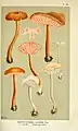 L. laccata as Agaricus laccatus in Illustrations of British Fungi (Hymenomycetes), to serve as an atlas to the "Handbook of British Fungi".