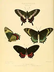 Parides photinus from New Species of Exotic Butterflies (1869). Plate: Papilio XI