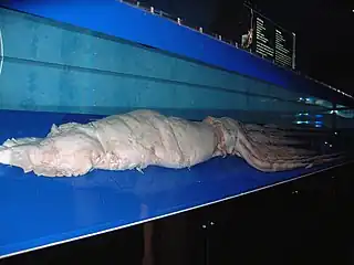 #349 (?/8/1994)Specimen exhibited at Okinawa Churaumi Aquarium, Japan, measuring 6.37 m in total length including its intact tentacles