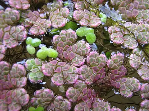 A. filiculoides (pink-tinged) with Lemna minor