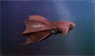 Image of a red vampire squid that is swimming against a dark blue background.